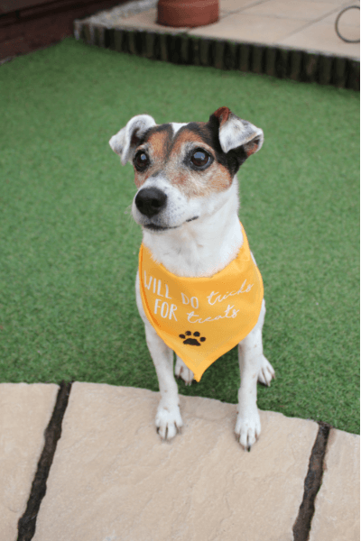Dog in Bandana