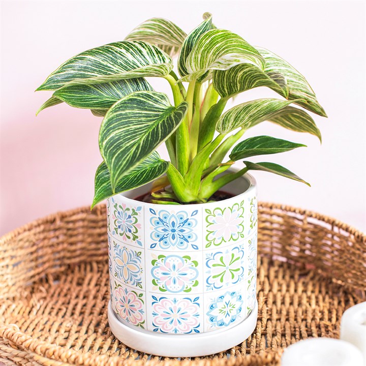 Tile Print Plant Pot with Saucer